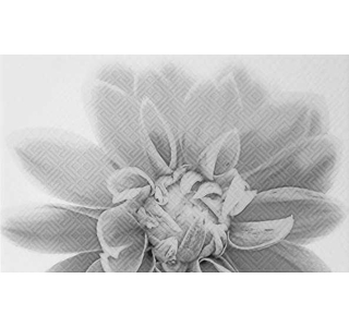 Gracia Ceramica Декор Камелия чер 03 250х400