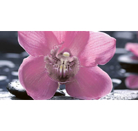 Вставка 500х250х9 Орхидея черн 04-01-1-10-04-04-162-1